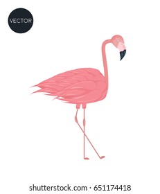 Pink flamingo. Exotic bird. 