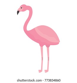 pink flamingo exotic bird decorative flat design