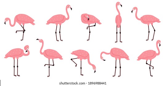 Pink flamingo. Exotic flamingos birds, rose feathers african animal characters vector illustration set. Cute cartoon pink flamingo bird. Rosy plumage bird in different positions with head up and down