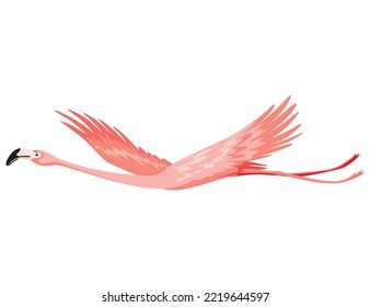 Pink flamingo. Exotic tropical bird character. Isolated wildlife animal. Nature wild fauna. Cute african bird flying