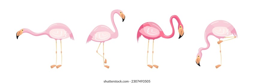 Pink Flamingo as Exotic Tropical Bird in Pose Vector Set