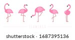 Pink flamingo. Exotic tropical birds characters. Isolated wildlife animals vector set