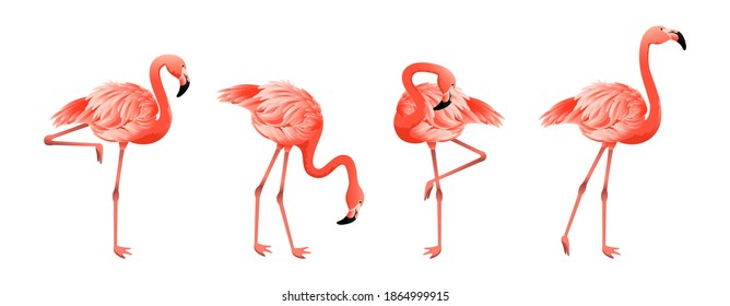 Pink flamingo. Exotic tropical birds characters. Vector illustration EPS10