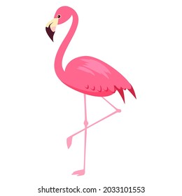 Pink Flamingo exotical bird. Vector illustration cartoon style