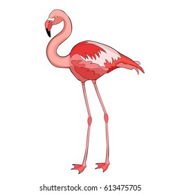 Pink flamingo in full growth smiles Vector illustration