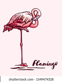 pink flamingo gracefully stands on one leg