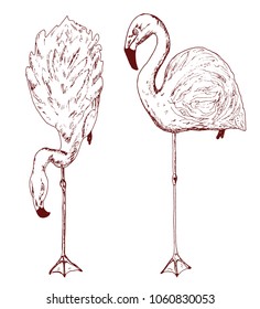 Pink flamingo. Hand drawn vector birds, sketch graphic vintage style, phoenicopteridae. Tropical animal.