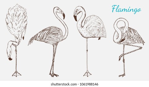 Pink flamingo. Hand drawn vector birds, sketch graphic vintage style, phoenicopteridae. Tropical animal.