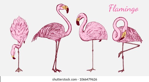 Pink flamingo. Hand drawn vector birds, sketch graphic vintage style, phoenicopteridae. Tropical animal.