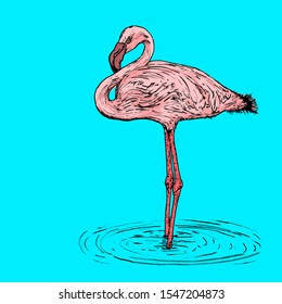 A pink flamingo. Hand drawn vector illustration. 