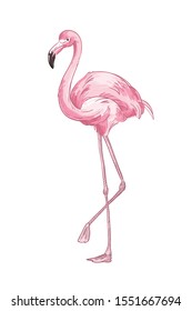 Pink flamingo hand drawn vector illustration. Cute exotic bird color drawing. African fauna representative, realistic wild animal. Tropical red plumage birdie isolated on white background.