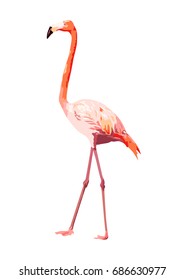 pink flamingo illustration, isolated bird vector on white background