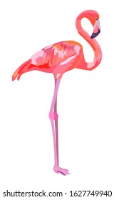 Pink flamingo illustration isolated on white background