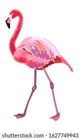 Pink flamingo illustration isolated on white background