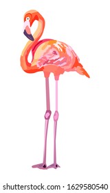 Pink flamingo illustration isolated on white background