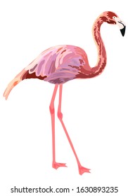 Pink flamingo illustration isolated on white background