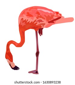 Pink flamingo illustration isolated on white background