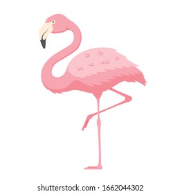 Pink flamingo isolated on white background. Exotic tropical bird with bright plumage or feathering standing on one leg. Beautiful avian. Wild fauna of tropics or jungle. Cartoon vector illustration.