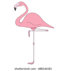 Pink Flamingo isolated on white background. Vector illustration