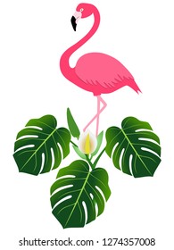 Pink flamingo and monstera or split-leaf philodendron (Monstera deliciosa).