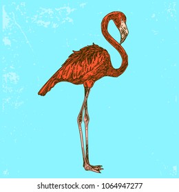 Pink flamingo on blue background. Engraving style. Vector illustration