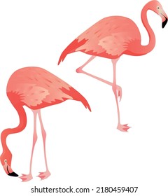 Pink flamingo on a white background. Vector illustration.