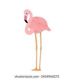 pink flamingo on white background vector