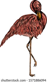 pink Flamingo realistic beautiful elegant