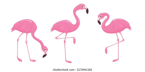 Pink flamingo set. Cute flamingos vector collection. Cartoon  exotic tropical birds characters, nature wild fauna illustration in flat style.