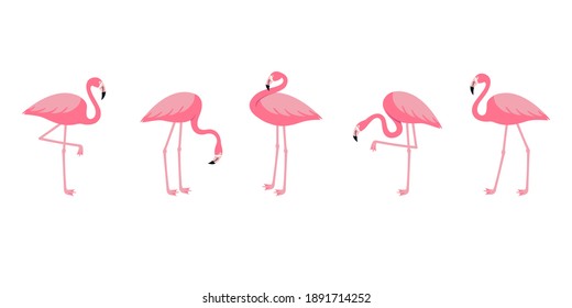 Pink flamingo set. Exotic tropical birds in different poses isolated on white background. Vector illustration