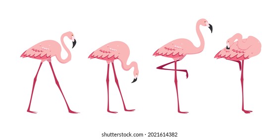 Juego de flamenco rosado. Flamencos de pie en posiciones diferentes aisladas en el fondo blanco. Iconos de dibujos animados de aves ilustraciones vectoriales.