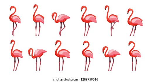 Pink flamingo set, vector illustration. Cool exotic bird in different poses decorative design elements collection. Isolated on white background