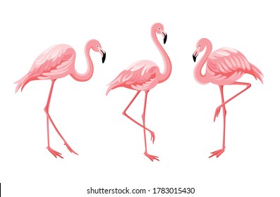 Pink flamingo set. Vector illustration.