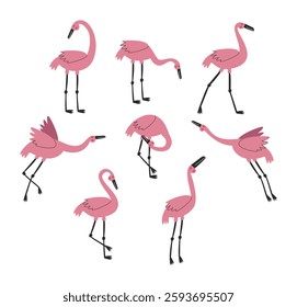 Pink flamingo set, vector illustration. Exotic birds in different poses isolated on white background. 