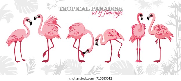 Pink Flamingo set of vector illustrations. Exotic bird in different poses isolated on a white background