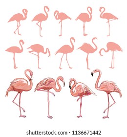 Pink flamingo silhouette, illustration, bird set vector