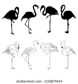 Pink flamingo silhouette, illustration, bird set vector