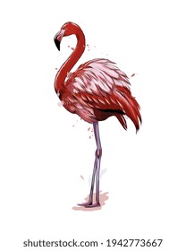 Pink flamingo from a splash of watercolor, colored drawing, realistic. Vector illustration of paints