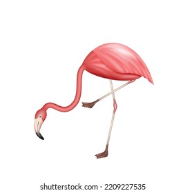 Pink flamingo standing on one leg. Realistic exotic animal from tropical or african wildlife isolated on white background. Tropic bird, Nature and fauna symbol. Vector illustration