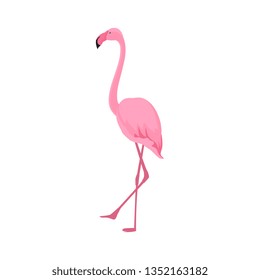 Pink flamingo stands on thin legs on a white background. Tropical design