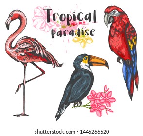 Pink flamingo, toucan and red parrot on a white background. Set of hand drawn vector tropical birds.