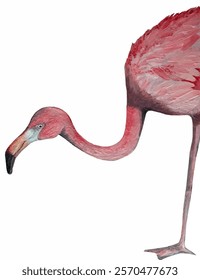 Pink flamingo, tropical bird illustration. Elements for invitation card, template design. Vector illustration.