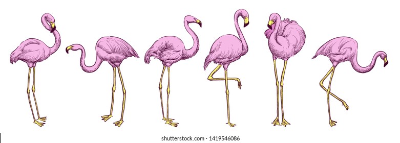 Pink flamingo in various poses, vector color sketch illustration. Tropical birds hand drawn print design elements set.