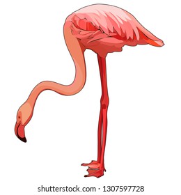 Pink flamingo, vector illustration