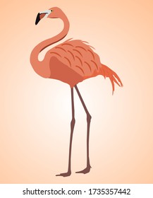 Pink flamingo vector illustration with Pink background.