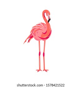 Pink flamingo vector illustration. Design element isolated on white background. 