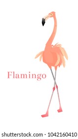 Pink flamingo vector illustration isolated on white background. Flamingo animal exotic, nature wild fauna illustration. Sea pink bird.