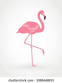 Pink flamingo . Vector illustration . Isolated on white background. Bird illustration design on background