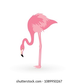 Pink flamingo . Vector illustration .Isolated on white background. Bird illustration design on background