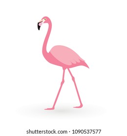 Pink flamingo . Vector illustration .Isolated on white background. Bird illustration design on background